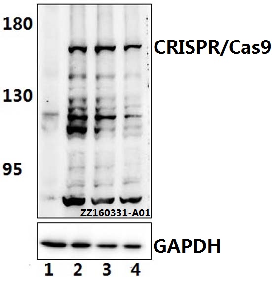 Anti-CRISPR/Cas9 (R780) Antibody