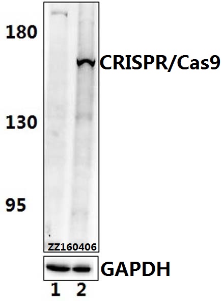 Anti-CRISPR/Cas9 (P860) Antibody