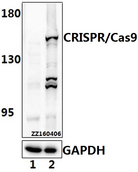 Anti-CRISPR/Cas9 (D1100) Antibody