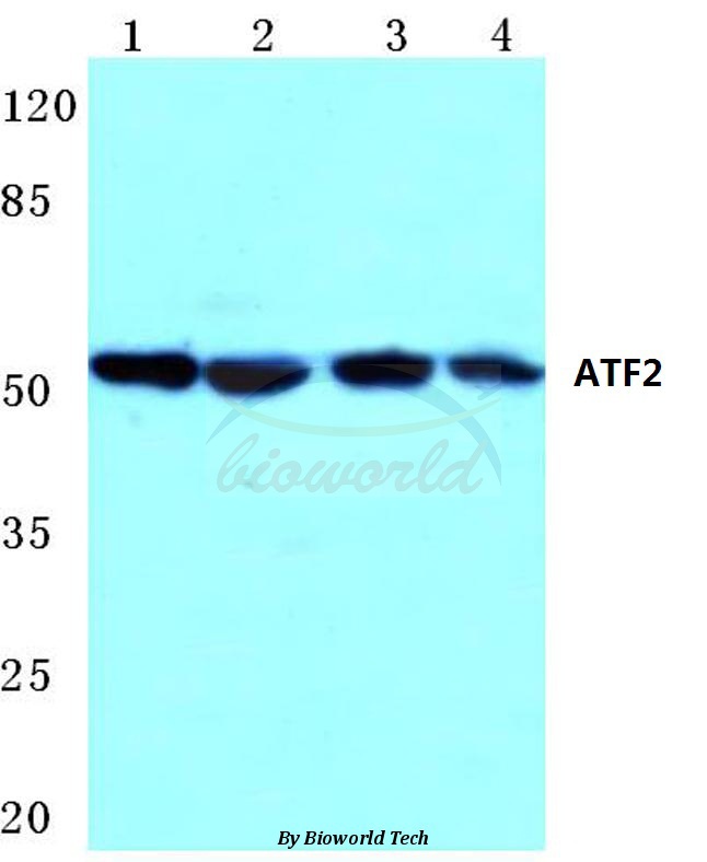 Anti-ATF2 (K106) Antibody