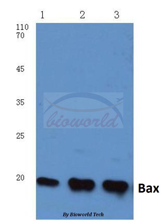 Anti-Bax (S4) Antibody