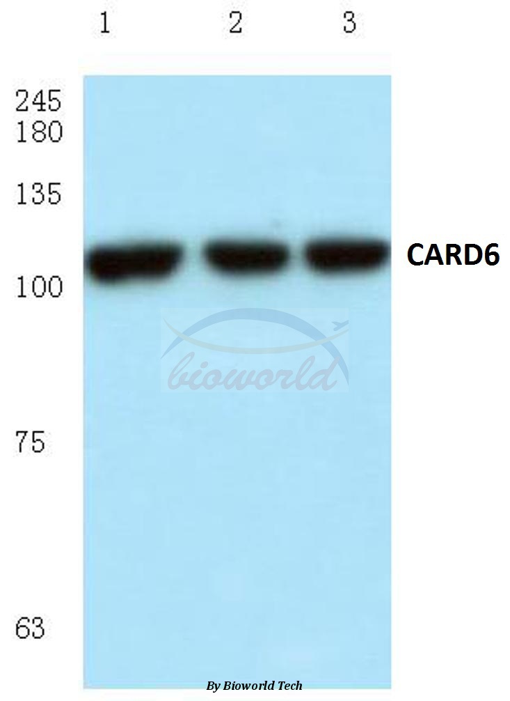 Anti-CARD6 (A2) Antibody