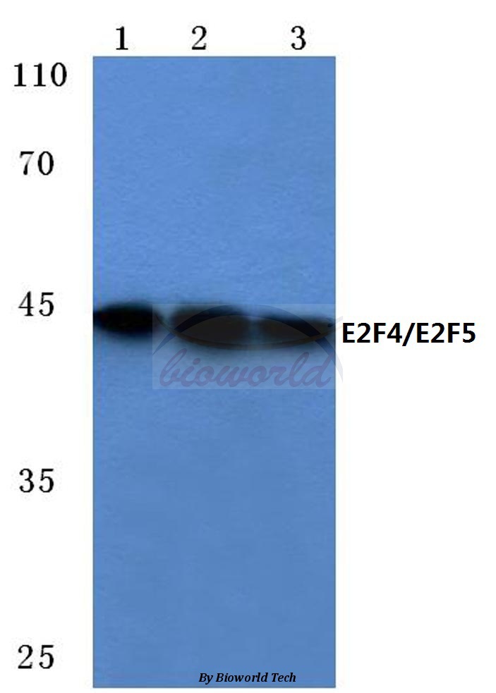 Anti-E2F4/E2F5 (L50/83) Antibody