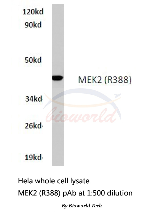 Anti-MEK2 (R388) Antibody