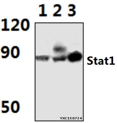 Anti-Stat1 (G695) Antibody