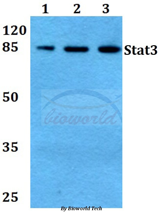 Anti-Stat3 (P699) Antibody