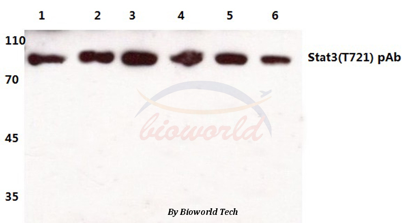 Anti-Stat3 (T721) Antibody