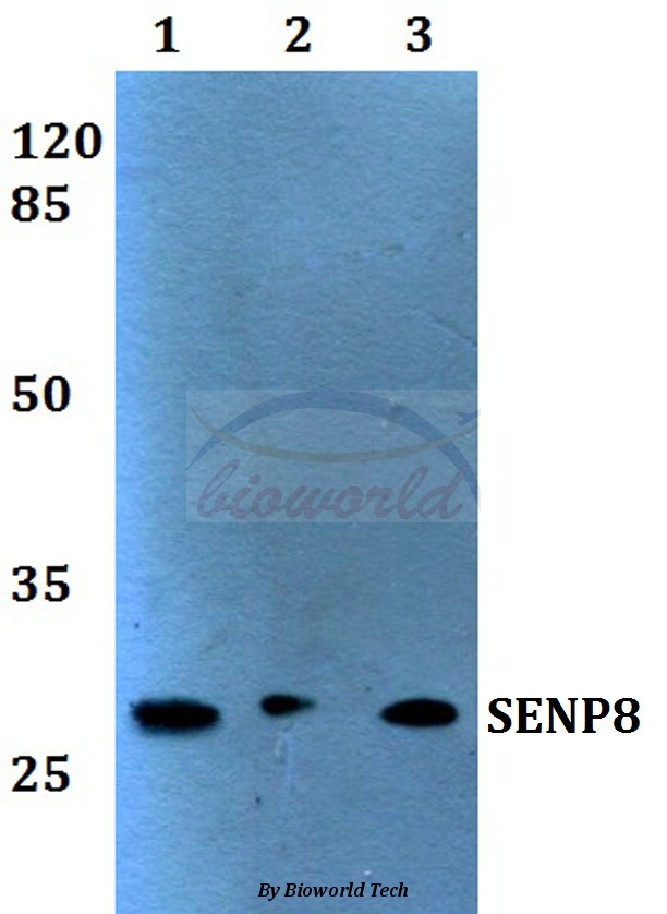 Anti-SENP8 (T191) Antibody