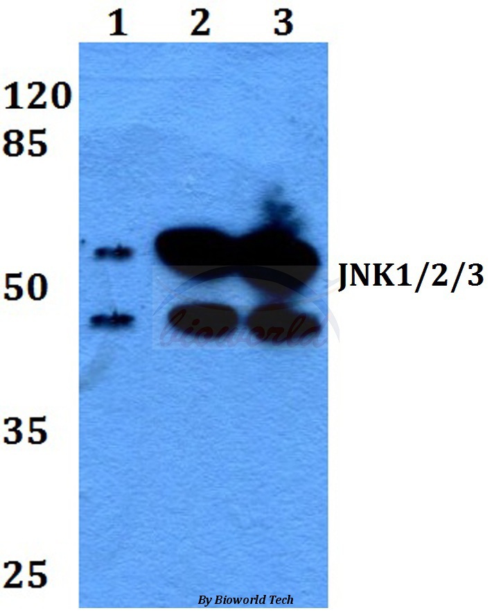 Anti-JNK1/2/3 (P184) Antibody