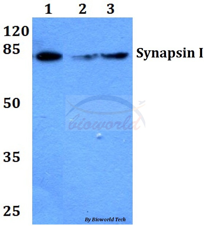 Anti-Synapsin I (T56) Antibody