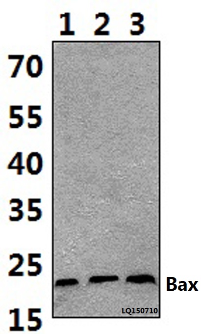 Anti-Bax (S163) Antibody