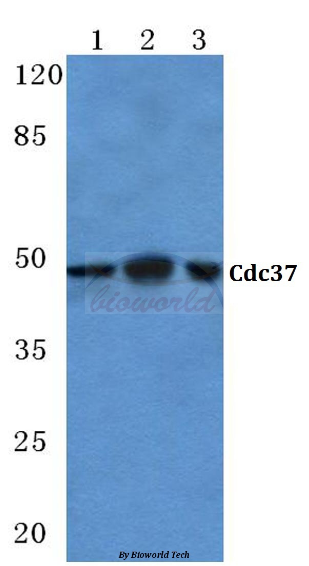 Anti-Cdc37 (H9) Antibody