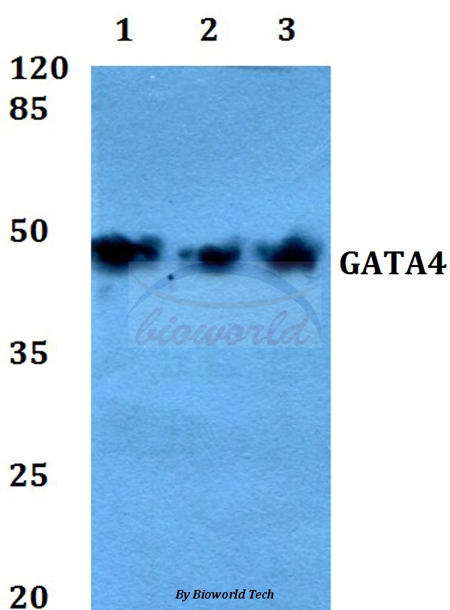 Anti-GATA4 (P101) Antibody