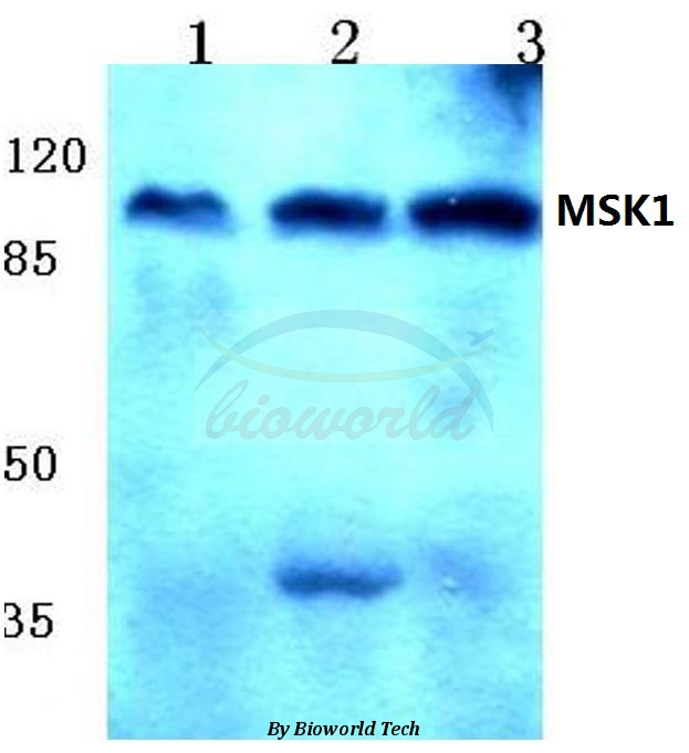 Anti-MSK1 (Q577) Antibody