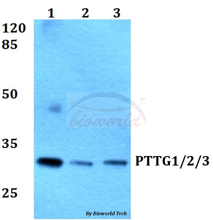Anti-PTTG1/2/3 (L149) Antibody