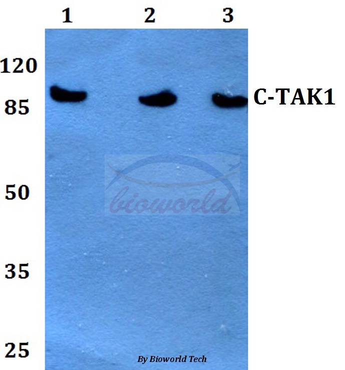 Anti-c-TAK1 (P8) Antibody