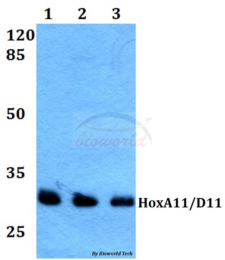 Anti-HoxA11/D11 (Y248) Antibody