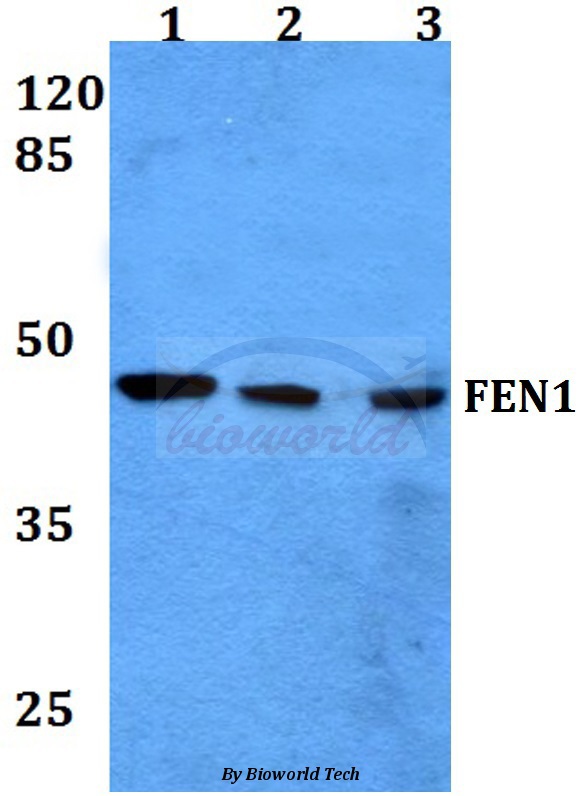 Anti-FEN1 (A119) Antibody