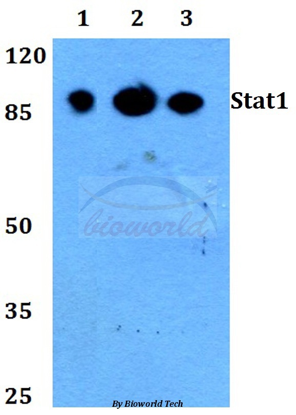 Anti-Stat1 (L177) Antibody