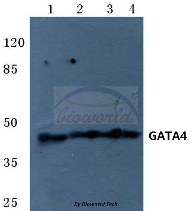 Anti-GATA4 (R306) Antibody