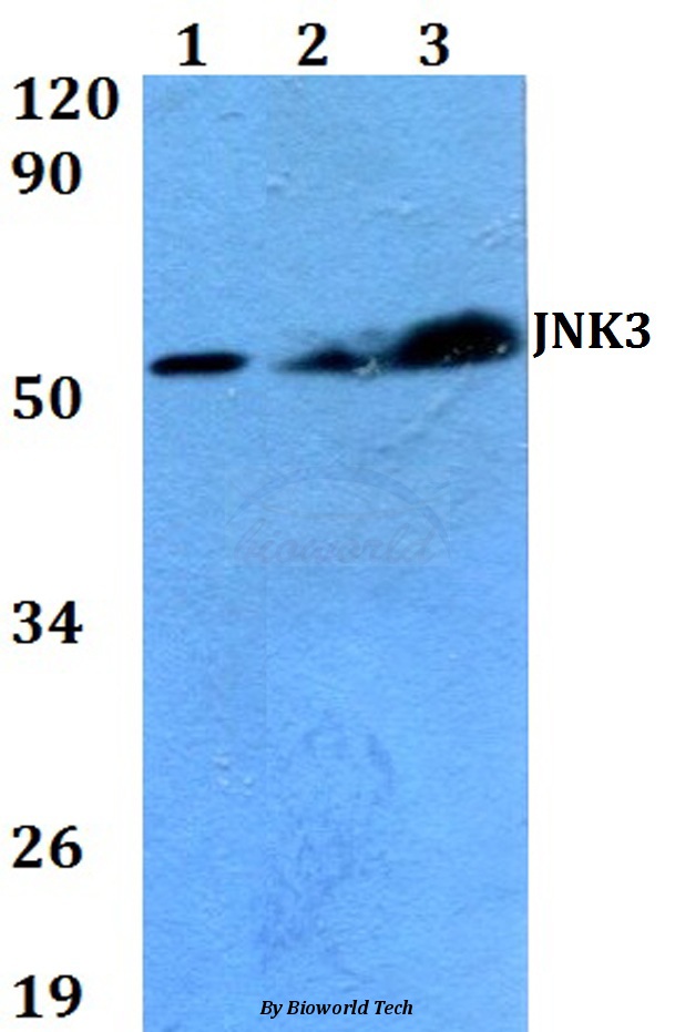 Anti-JNK3 (K391) Antibody