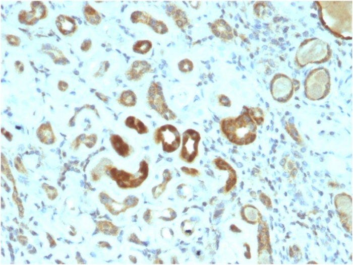 Anti-STAT3 Antibody [STAT3/2409]