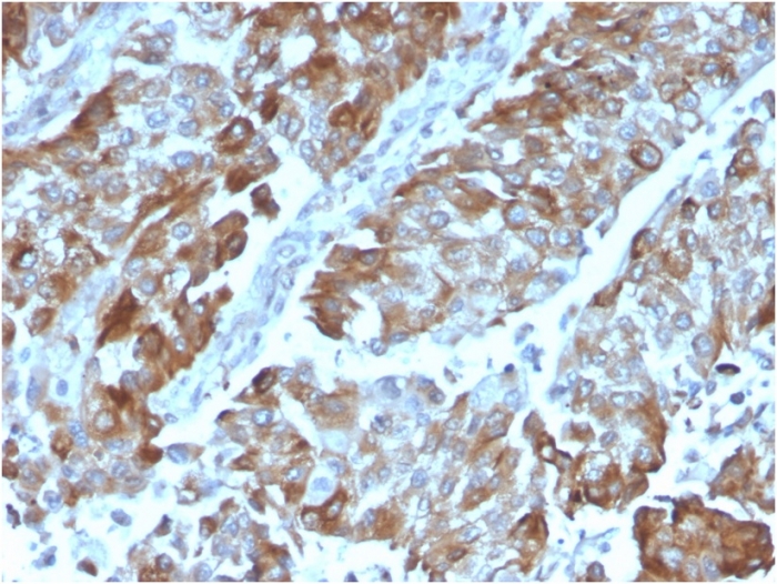 Anti-CD134 Antibody [OX40/3108]