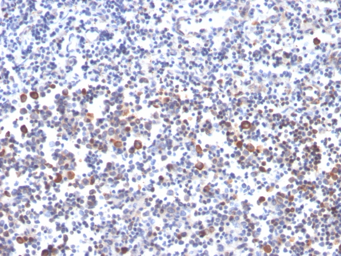 Anti-CD134 Antibody [OX40/3427]