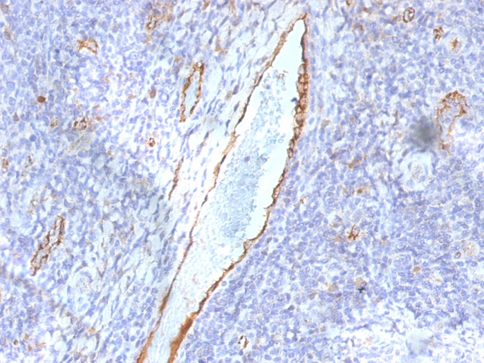 Anti-Von Willebrand Factor Antibody [F8/86]