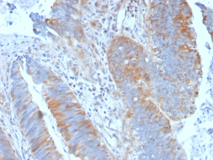 Anti-Calpain 1 Antibody [CAPN1/1530]