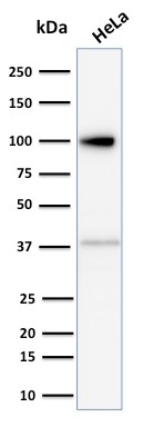 Anti-Major Vault Protein Antibody [1014]