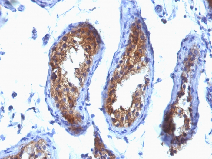 Anti-Major Vault Protein Antibody [SPM280]