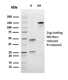 Anti-BrdU Antibody [rBRD.3]