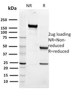 Anti-Maltose Binding Protein Antibody [R29.6]