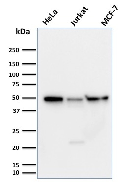 Anti-Cyclin A1 Antibody [XLA1-3]