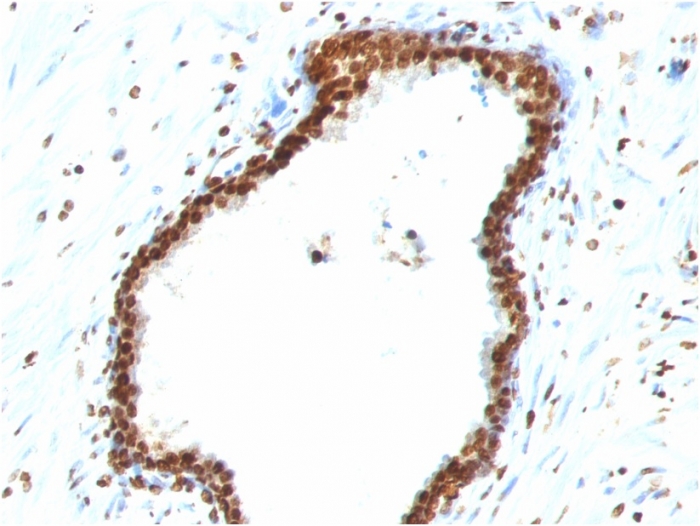 Anti-ds DNA Antibody [121-3]