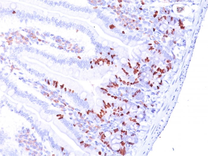 Anti-BrdU Antibody [BRD.3]