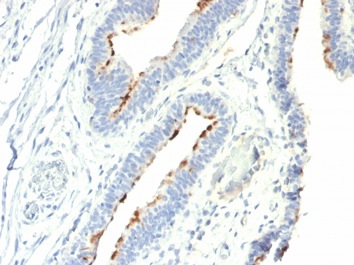 Anti-Thomsen-Friedenreich Antigen Antibody [A78-G/A7]