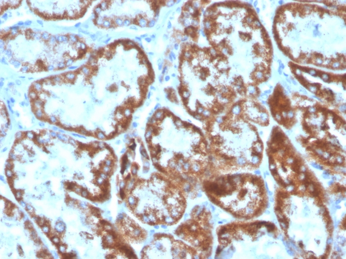 Anti-TNFSF9 Antibody [CD137L/1547] (Biotin)