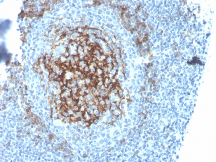 Anti-CD23 Antibody [FCER2/4395R] - BSA and Azide free