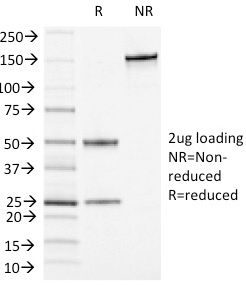 Anti-CD13 Antibody [APN/1464] - BSA and Azide free