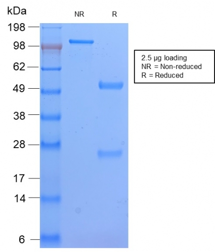 Anti-HLA DP Antibody [HLA-DPB1/2862R] - BSA and Azide free