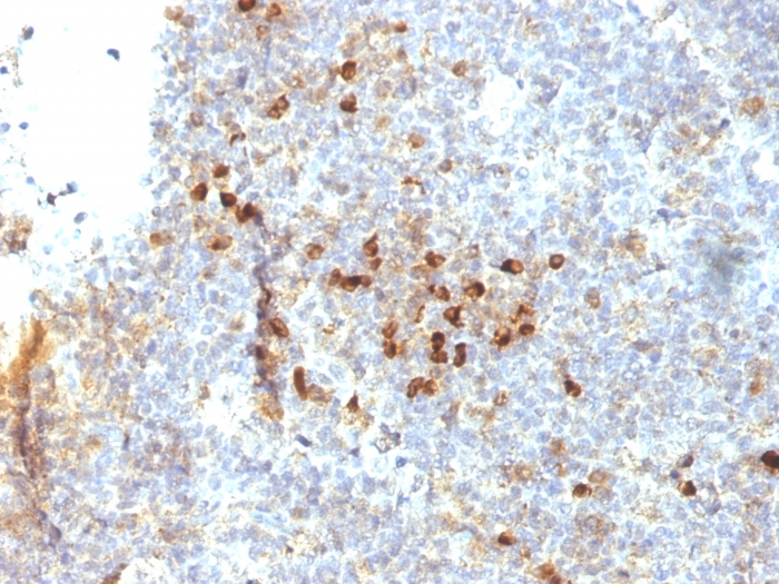 Anti-HLA DRA Antibody [19-26.1] - BSA and Azide free