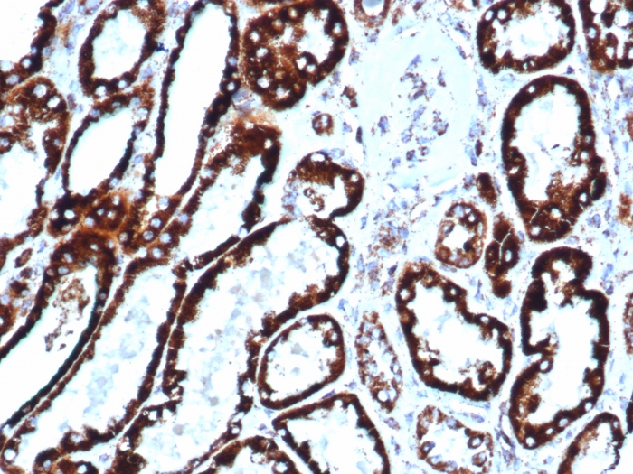 Anti-HSP60 Antibody [HSPD1/6496R] - BSA and Azide free