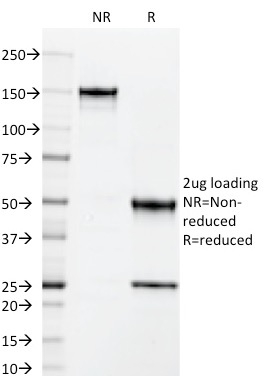 Anti-ICAM3 Antibody [101-1D2] - BSA and Azide free