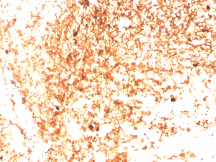 Anti-Human IgM Heavy Chain Antibody [IGHM/3803R] - BSA and Azide free
