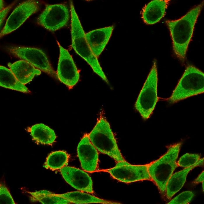 Anti-IRF3 Antibody [PCRP-IRF3-1E11] - BSA and Azide free