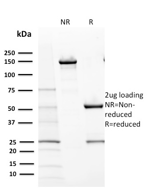 Anti-c-Kit Antibody [KIT/2670] - BSA and Azide free