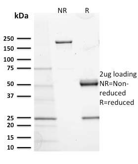 Anti-c-Kit Antibody [KIT/2673] - BSA and Azide free