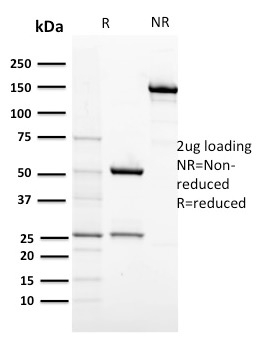 Anti-c-Kit Antibody [KIT/2674] - BSA and Azide free